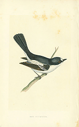 Постер Pied Flycatcher 1