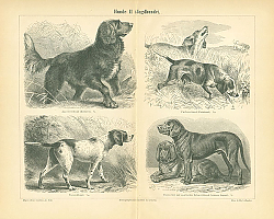 Постер Hunde II (Jagdhunde)