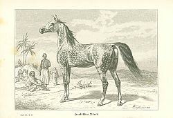 Постер Arabisches Pferd