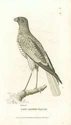 Постер Long Legged-Falcon