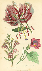 Постер Lilium Speciosum, Pentstemon Heterophyllum, Lophospermum Scandens