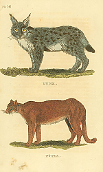 Постер Lynx, Puma