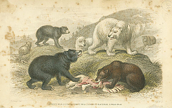 Постер Grisly Bear, European Brown Bear, American Black Bear, Polar Bear