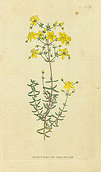 Постер Curtis Ботаника №50