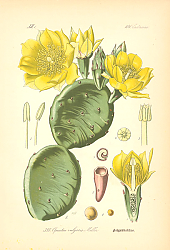 Постер Flora von Deutschland №11 1