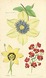 Постер Clematis Siebaldii, Seedling Sparaxis, Chorizema Ovata