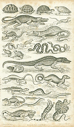Постер Reptiles