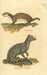 Постер Weasel, Malacca Weasel